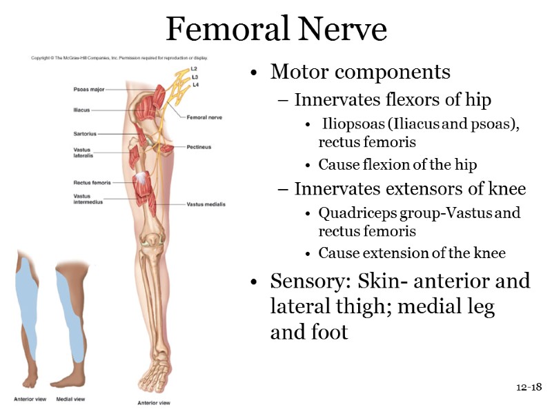 12-18 Femoral Nerve Motor components  Innervates flexors of hip  Iliopsoas (Iliacus and